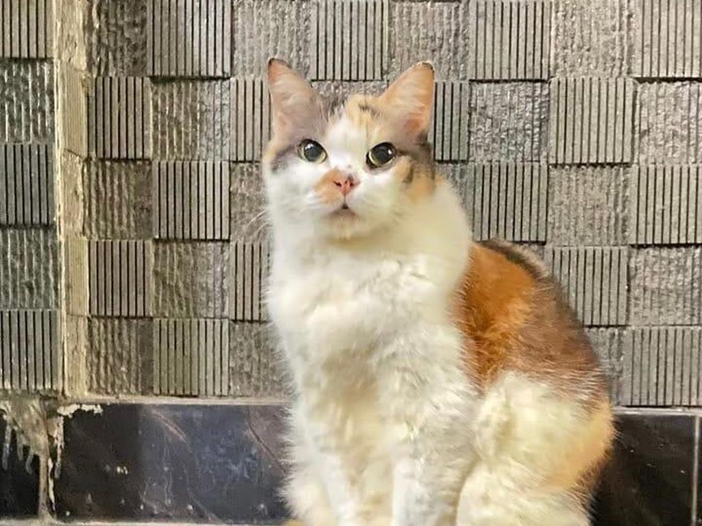Alasan Kucing di Jogja Pemilik KTA Muhammadiyah Dinamai Messi